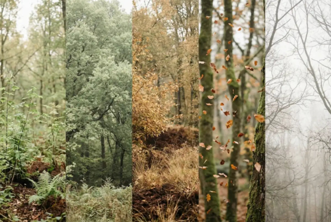 Five vertical panels of one woodland through the five seasons: spring saplings, summer canopy, golden late summer, falling autumn leaves, and bare winter branches in mist. The five Wu Xing phases of a life.