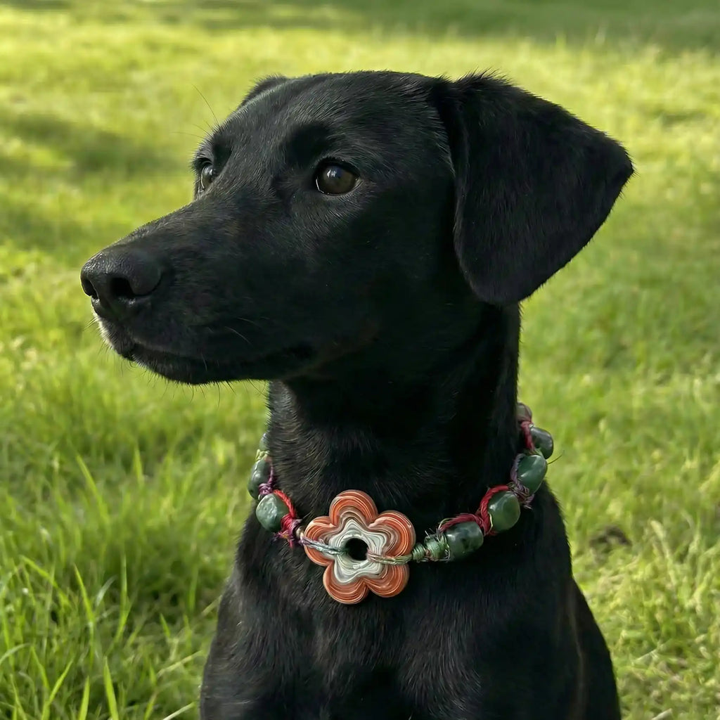 Custom Pet Collar - Matching Edition