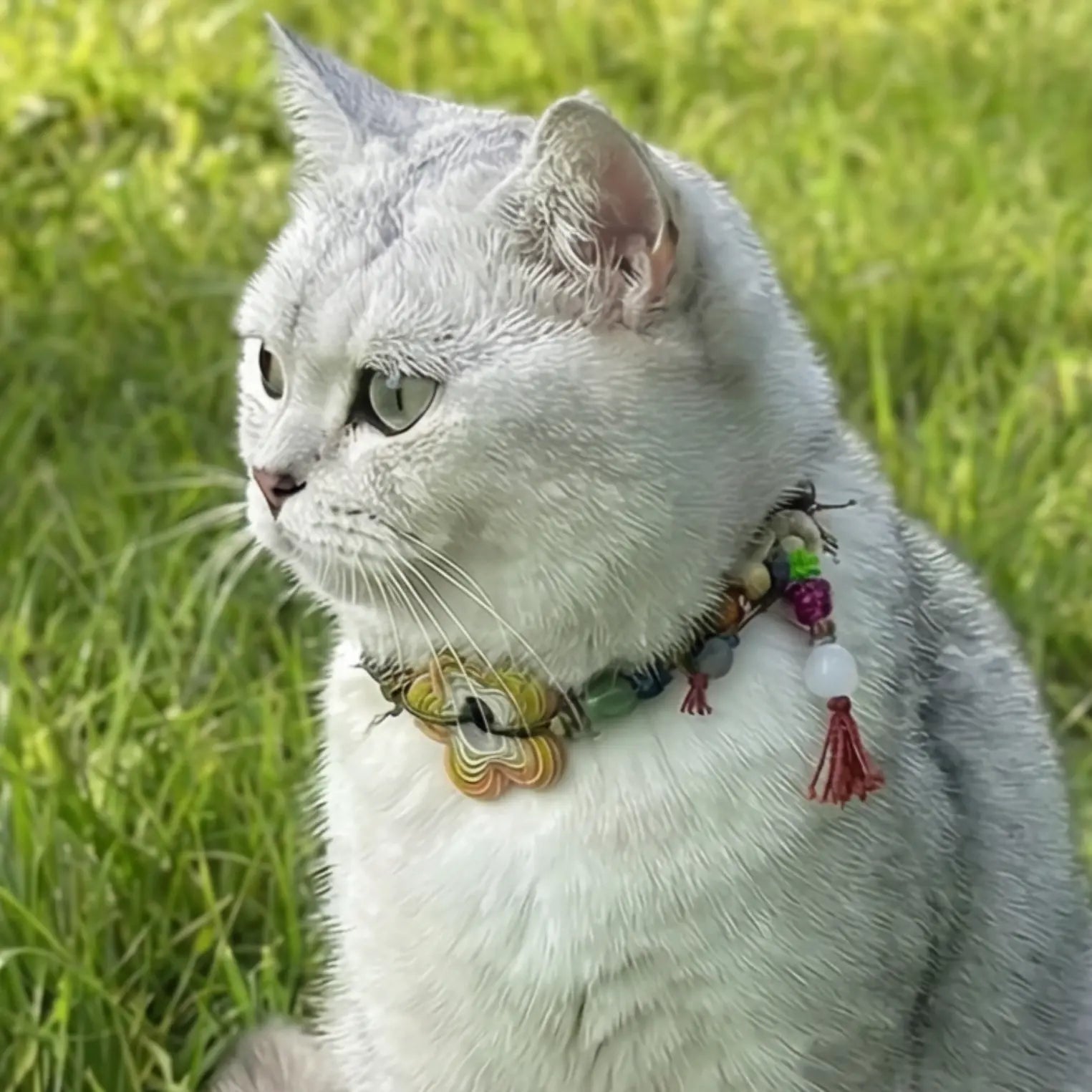 Custom Pet Collar - Matching Edition