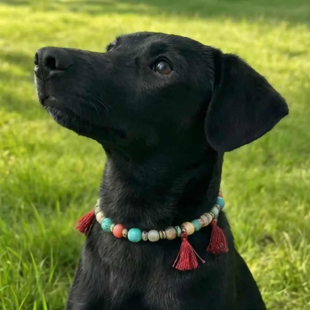 Custom Pet Collar - Matching Edition