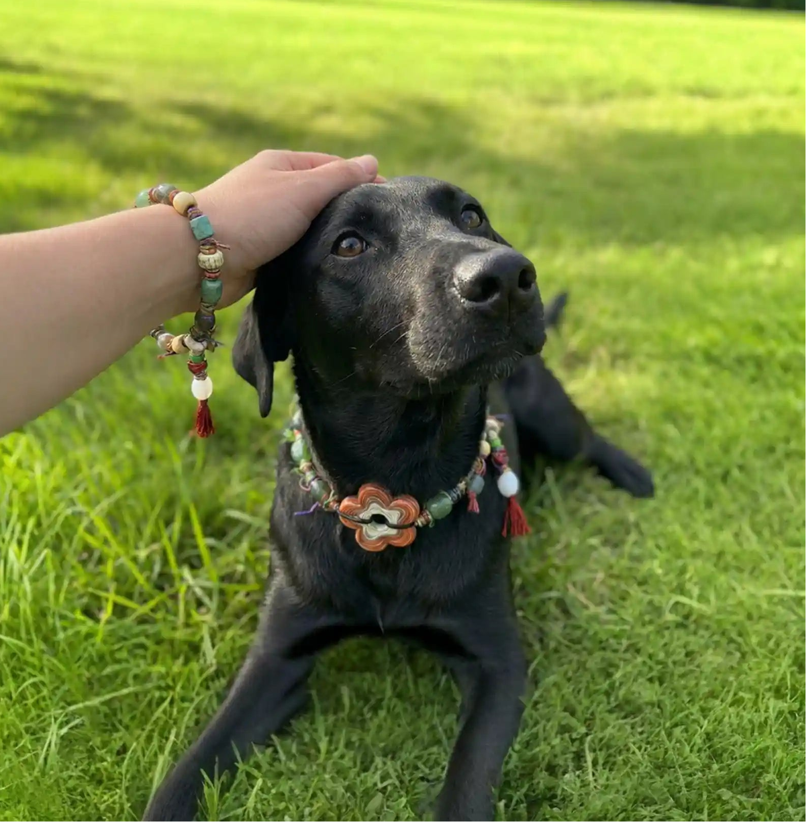 Black dog with a colorful collar, a hand petting it, wearing similar bracelet