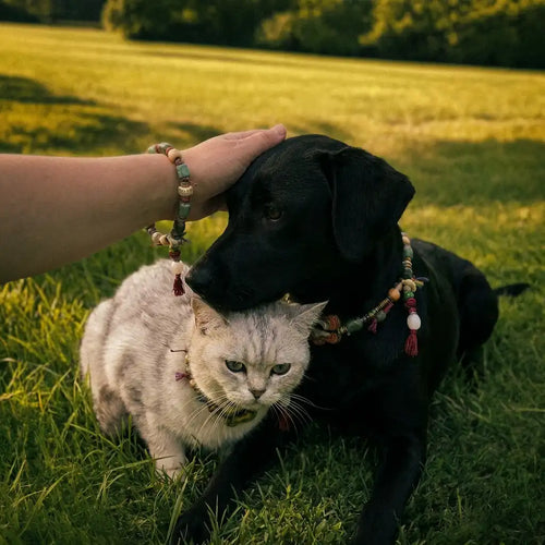 Black dog and white cat wearing similar pet collars, with a person's hand petting the dog, wearing bracelet in the same style